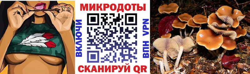 Галлюциногенные грибы Psilocybe  Ахтырский 